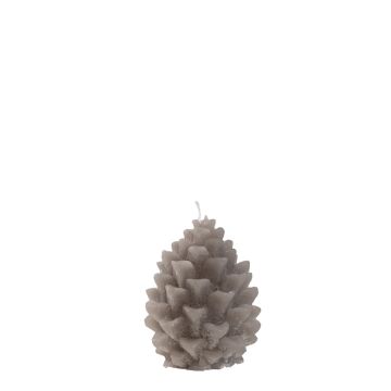 Pinecone / dennenappel morene